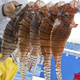 invasive species lionfish A haul of lionfish freshly speared by Mexican dive master Martin Vera on the reefs off Cozumel, Mexico, in this photo taken February 13, 2011. Native to Indo-Pacific waters, lionfish have invaded the Caribbean because of the aquarium trade and are gobbling up native species but have no predators in the region, so their population is exploding. Picture taken February 13, 2011. To go with Reuters Life! LIONFISH-CARRIBBEAN/INVASION REUTERS/Christa Cameron